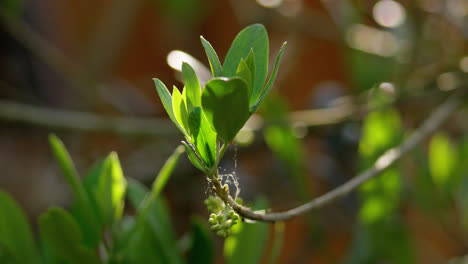 Olive-Tree-branches-against-a-bright-sky-with-leaves-blowing-in-the-summer-breeze