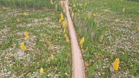 aerial view of a dirt road amongst fir and birch trees on autumn in sweden