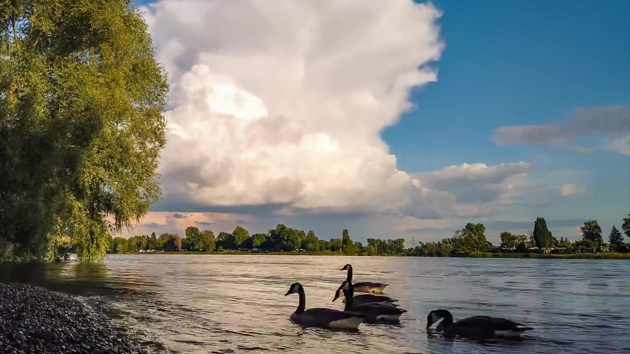 Time lapse of geese and suburban wildlife at park riverbank