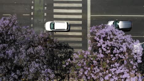 Aerial-overhead-View-of-Buenos-Aires-Avenue:-A-Sunlit-Day-with-Traffic-and-Blooming-Trees