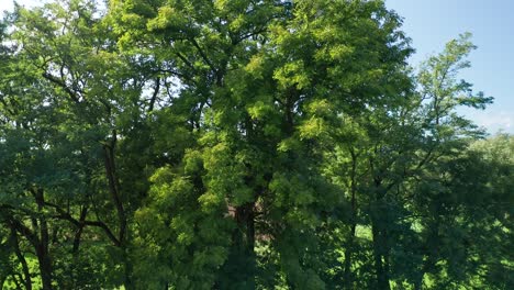 tree branches sway in wind, aerial drone view, nobody, nature and countryside greenery