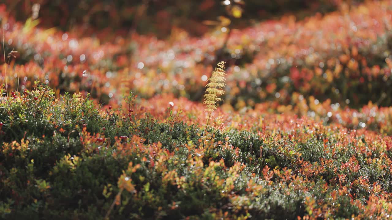 말 풀의 섬세한 줄기와 작은 버드 나무는 다채로운 가을 드라 바닥의 부드러운 카에서 니다.