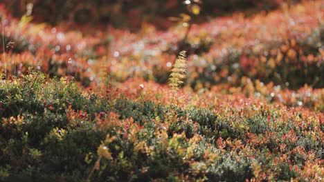 delicate stems of horse grass and tiny birch trees perk from the soft carpet of colourful autumn tundra undergrowth