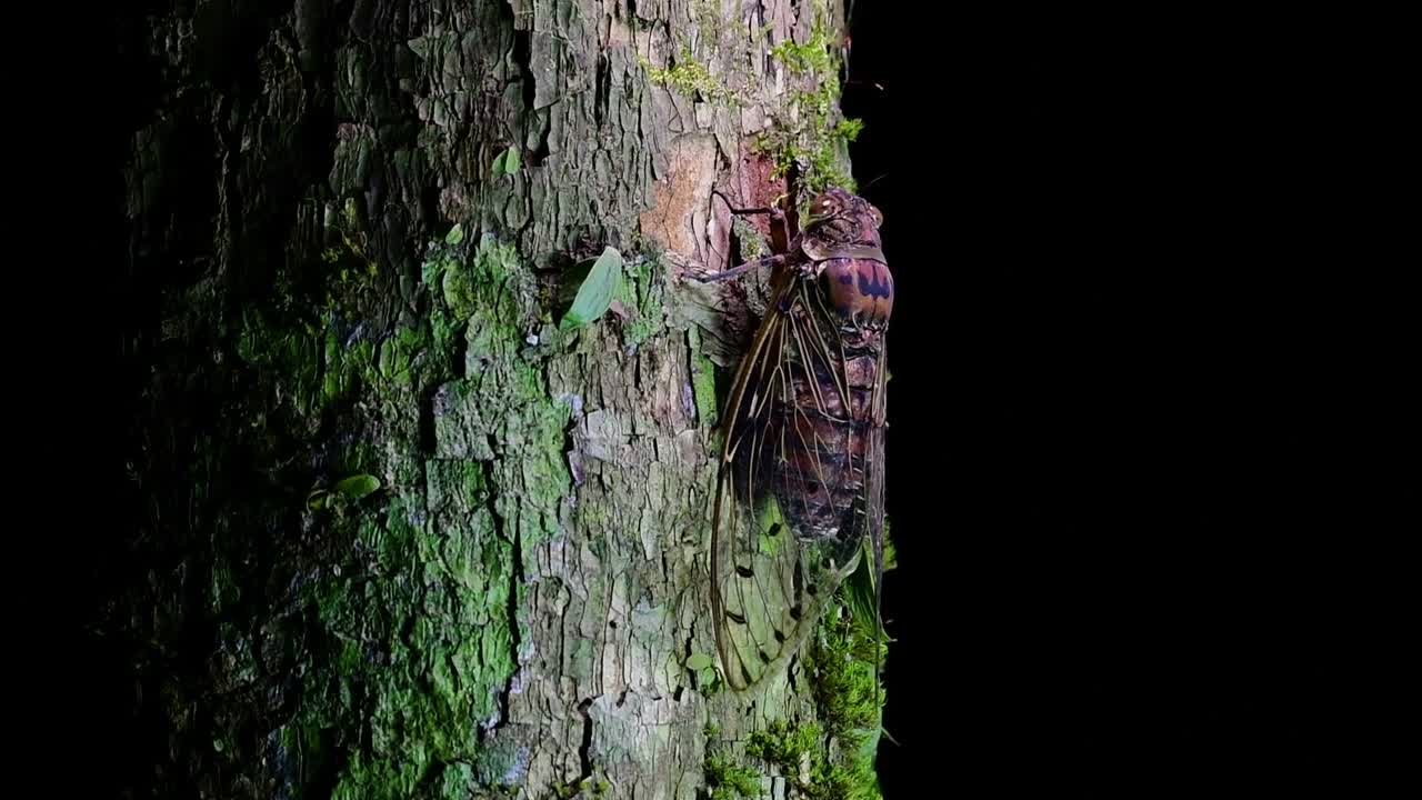 esta cigarra gigante trepando un árbol en la noche, megapomponia intermedia, encontrada en las selvas de tailandia