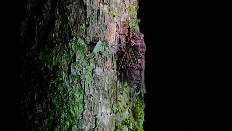 this giant cicada climbing a tree in the night, megapomponia intermedia, found in the jungles of thailand