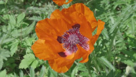 top view of orange poppy flower fully bloomed, lightly swaying in the wind