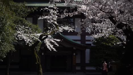 stunning sakura cherry blossom shower at park in japan