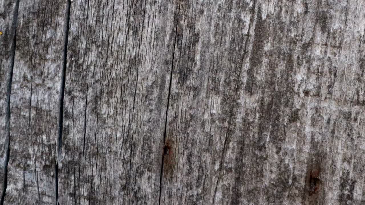 fondo de textura de madera animada útil para efectos de películas antiguas utilizando la herramienta de opacidad o luma matte