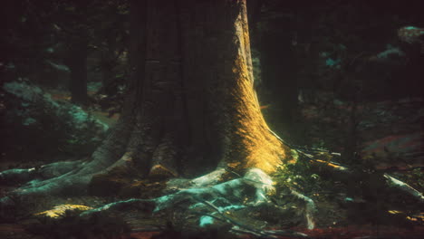 old trees with lichen and moss in green forest