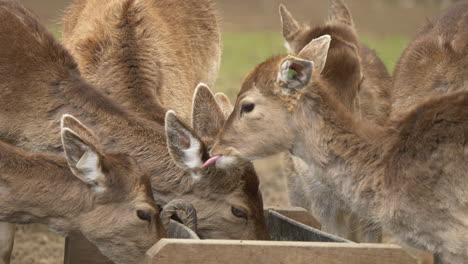 group of young cute deers eating together outdoors on farm,close up slow motion