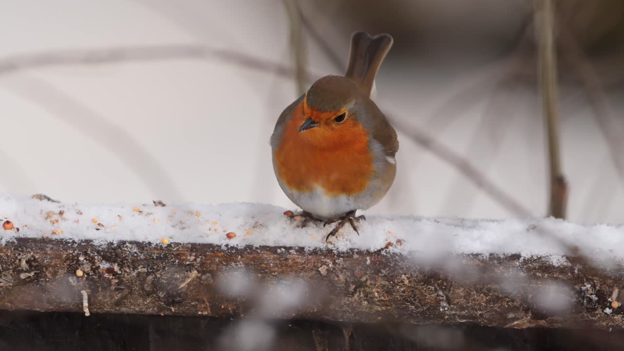 European robin sits on snowy fence with seeds as snow falls gently, then jumps off in slow motion
