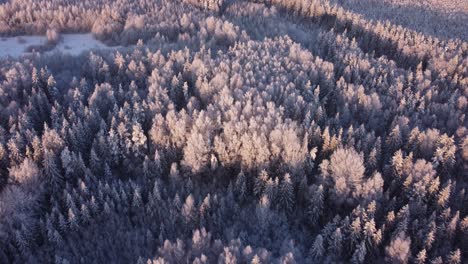 Boreal-seasonal-forests-covered-with-frost-in-early-morning-light-aerial-view