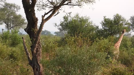 Jirafas-Altas-Mastican-Tranquilamente-Las-Hojas-En-El-Parque-Nacional-Kruger,-Plano-Medio