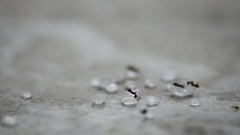 macro shot of ants eating sugar cubes three shots in one