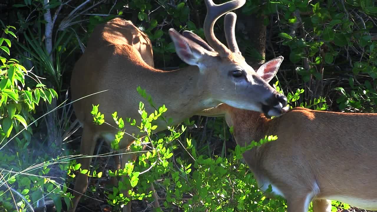 벅이 그의 동료를 손질한다