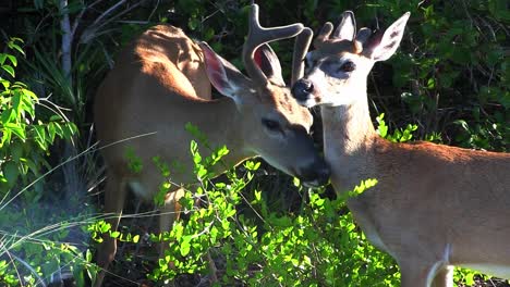 A-buck-grooms-his-companion