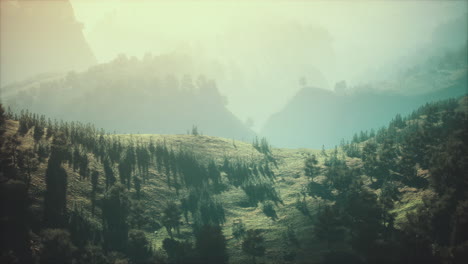autumn forest on green rocky hills