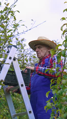 picking juicy apples from tree branches. apple harvesting by farmer from the tree. vertical video