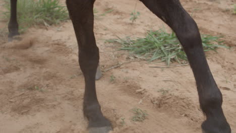 super close-up slow motion shot of a rider on their horse galloping through a dusty field