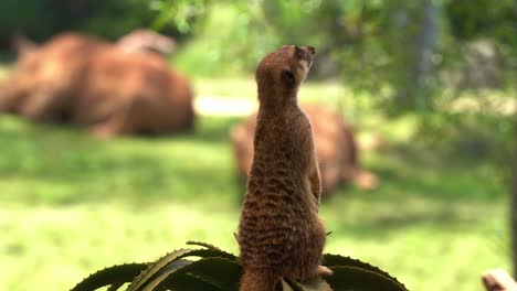 cute african small mongoose, meerkat, suricata suricatta on sentry duty, standing on its hind legs, perch on a high point, guarding the perimeter, selective focus close up shot with copy space