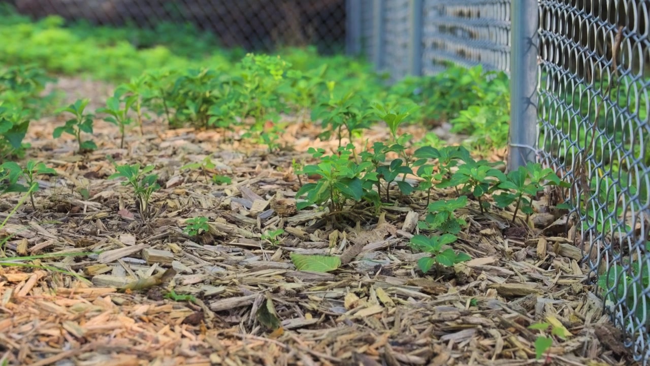 Inquadratura che si alza per superare la vegetazione incolta in un giardino.