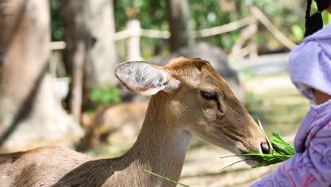 child feeding antelope with green leaves