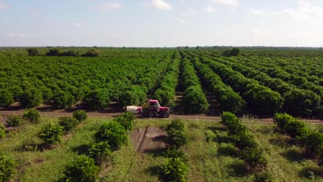 Aerial-view-tractor-driving-on-farm-and-crop-with-large-green-plants