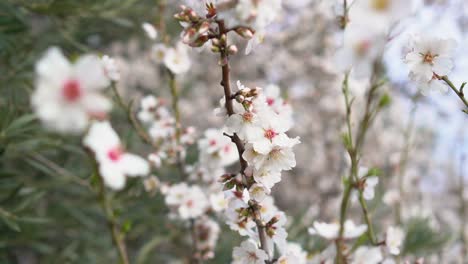 Weiße-Blüten,-Die-Sich-Im-Wind-Bewegen