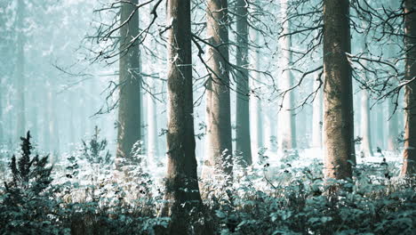magic december forest with sun ray light