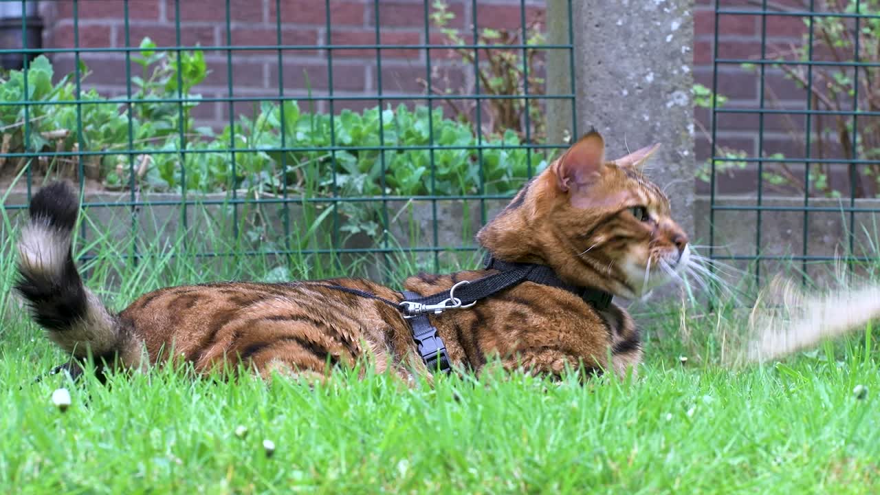 Bengal cat on a leash plays happily in the green grass