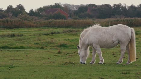 Pony-Welara-Blanco-Alimentando-Hierba-En-Los-Exuberantes-Campos-Verdes-En-Verano