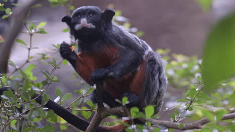 red tamarin eating fruits on tree branch