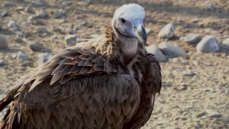 the griffon vulture close up (gyps fulvus) head shot very close up showing feather and beak details. scavengers in africa and middle east.