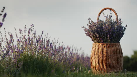 Weidenkorb-Mit-Lavendel-Auf-Einem-Lavendelfeld.-Ländliche-Landschaft