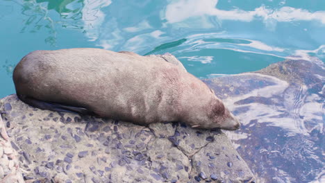 cute seal relaxing at the water in cape town, south africa