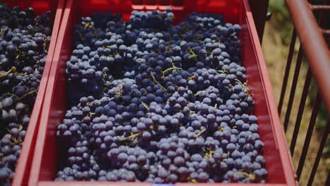Grapes Ready for Harvest
