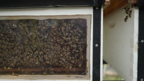 busy honey bees in an observation hive