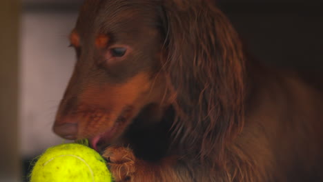 un lindo perro salchicha de salchicha marrón mordiendo una pelota de tenis amarilla en el suelo