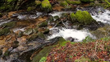 static view of water flow through rocks with moss, black forest germany