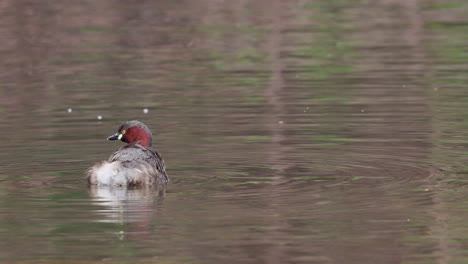 Little-Grebe-duck-preens-and-baths-in-the-water-in-Morning-swinging-around-and-flapping-the-wings