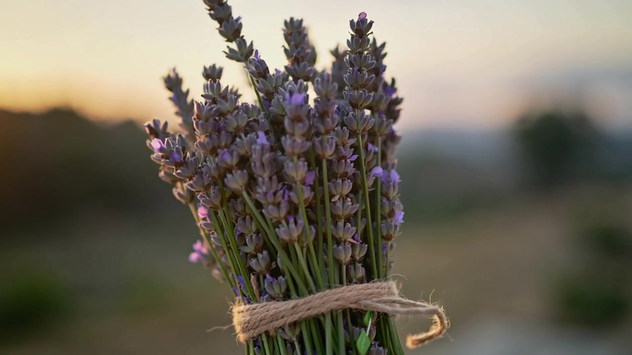 Sollevando un fascio di lavanda che ruota, rivelando un nodo di spago e un'etichetta verde all'orizzonte rurale