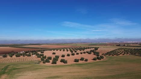 landscape of la mancha crop field with blue sky from drone view