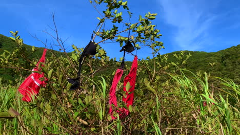 imágenes de una jungla con ropa interior y ropa colgando de las ramas de los árboles mientras sopla el viento y el cielo azul en el fondo