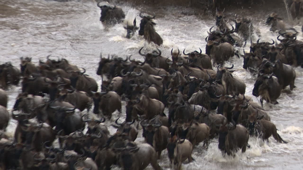 Blue Wildebeest crossing the Mara river, Serengeti N