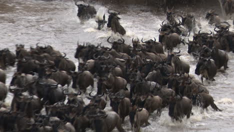 Streifengnu-überquert-Den-Mara-Fluss,-Serengeti-N