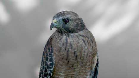 Fierce-falcon-searches-for-prey-against-neutral-background