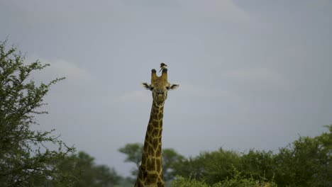 giraffe with bird in african savanna