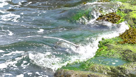 un videoclip en cámara lenta del agua del océano que fluye sobre las rocas cubiertas de algas