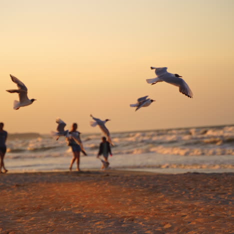 seagulls walking on the beach at beautiful sunset. people walking on the seashore and seagulls flying away on the evening sea water background.