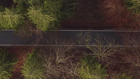 Head-over-shot-over-a-autumn-colored-part-of-a-forest-with-a-lonely-street-in-the-center,-flying-up-with-the-drone-while-a-car-is-driving-from-left-to-the-right